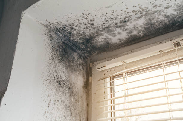 Affordable Attic Mold Remediation solutions in Warfield, VA